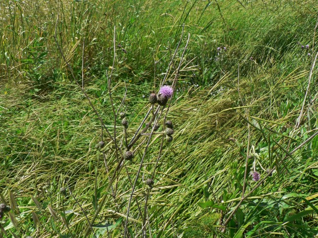 Cirisium arvense (2)