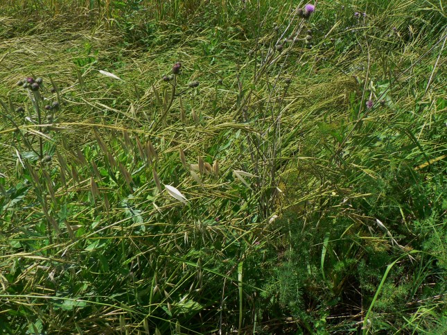 Cirisium arvense (3)