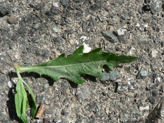 Cirisium arvense (4)