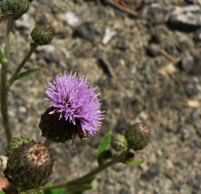 Cirisium arvense (5)