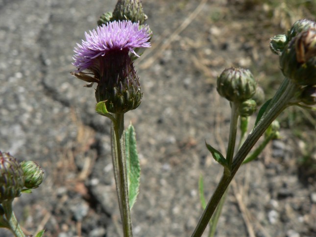 Cirisium arvense (6)