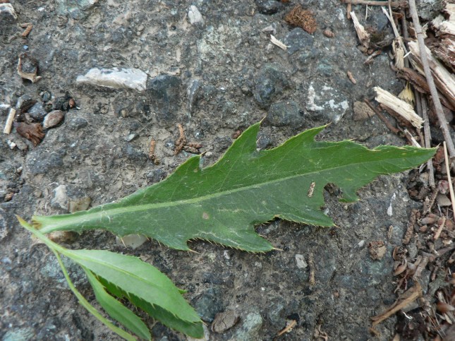 Cirisium arvense (7)