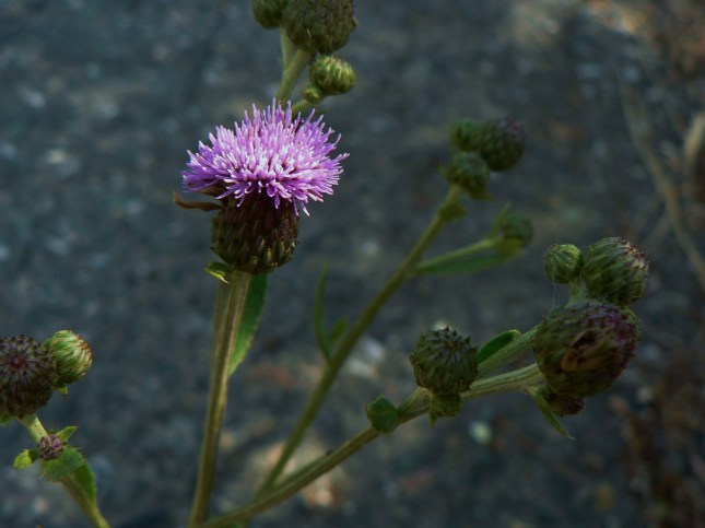 Cirisium arvense (8)