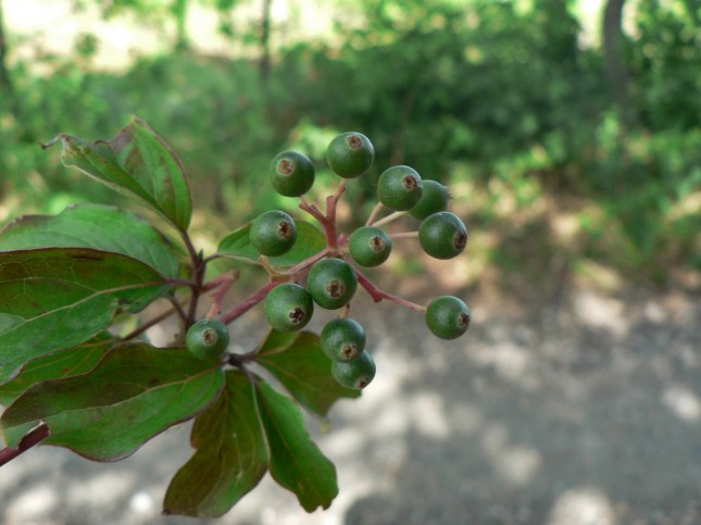 Cornus sanguinea frutti (1)