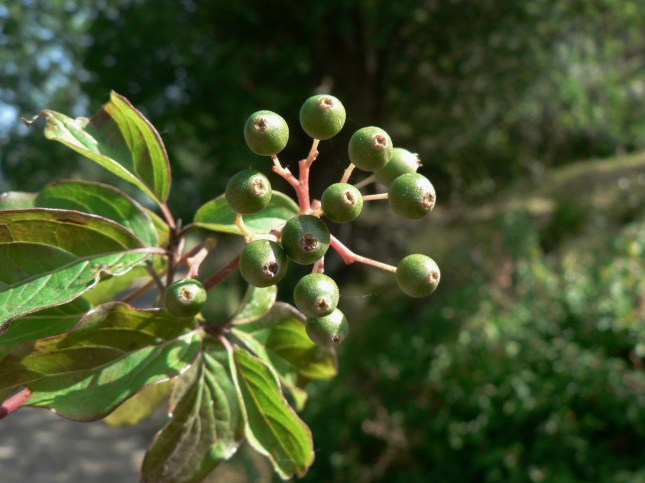Cornus sanguinea frutti (2)