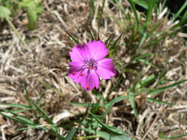 Dianthus carthusianorum (2)