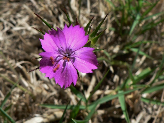 Dianthus carthusianorum (3)