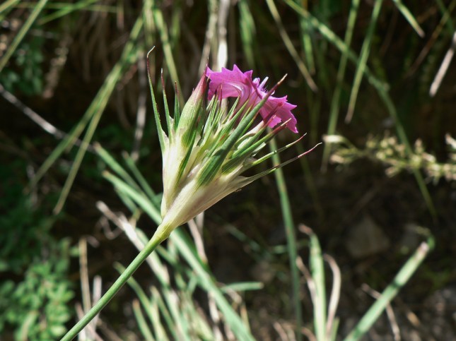 Dianthus carthusianorum (4)