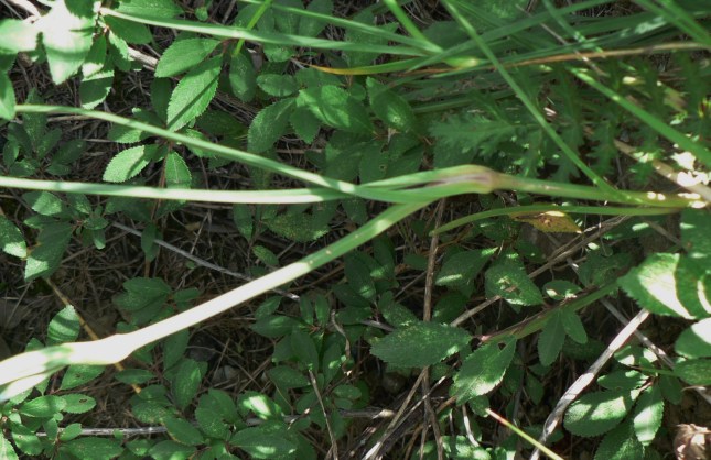 Dianthus carthusianorum (5)