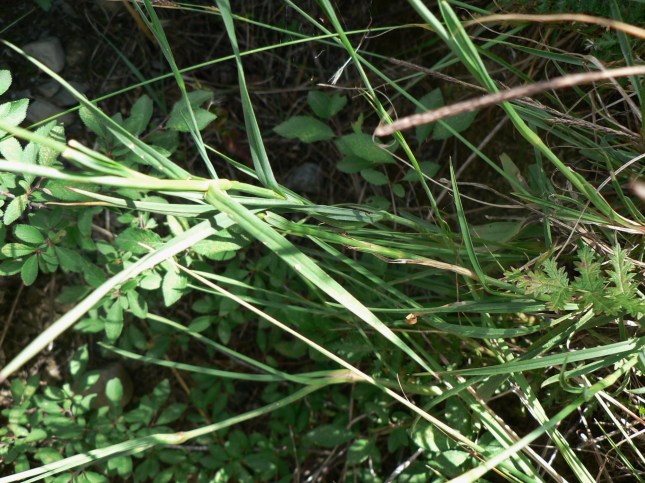 Dianthus carthusianorum (6)