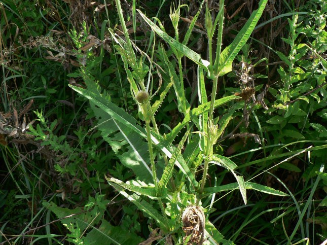 Dipsacus fullonum (2)