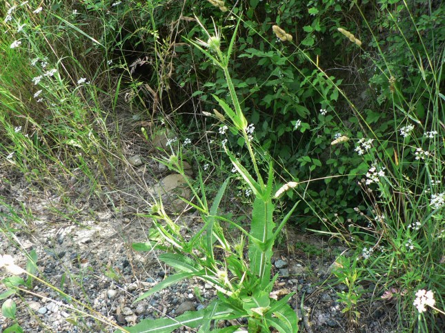 Dipsacus fullonum (3)