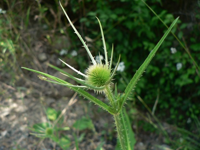 Dipsacus fullonum (4)