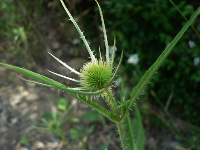 Dipsacus fullonum (5)
