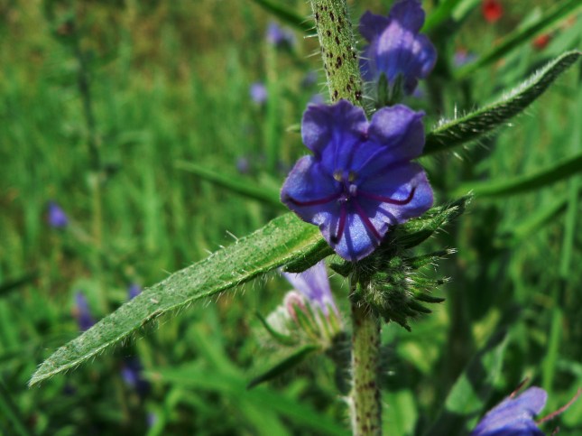Echium vulgare (1)