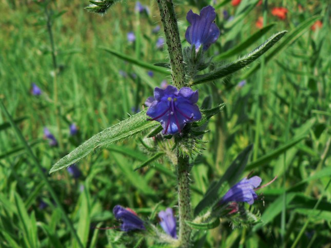 Echium vulgare (11)