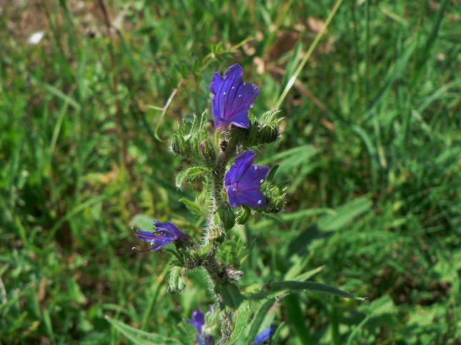 Echium vulgare (2)