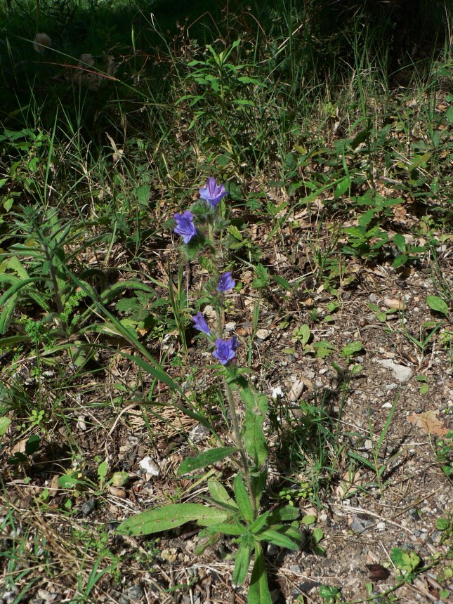 Echium vulgare (5)