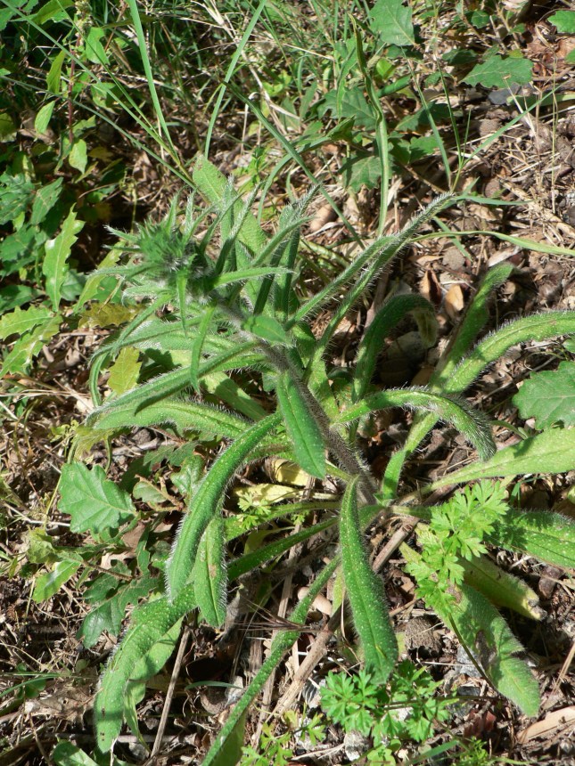 Echium vulgare (6)
