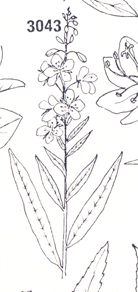 Epilobio_cima_foglie