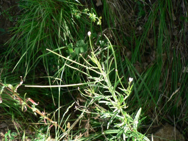 Epilobium.... (2)