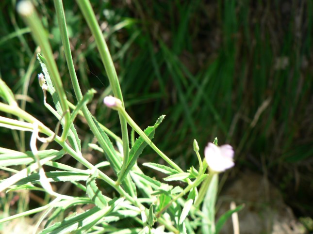 Epilobium.... (3)