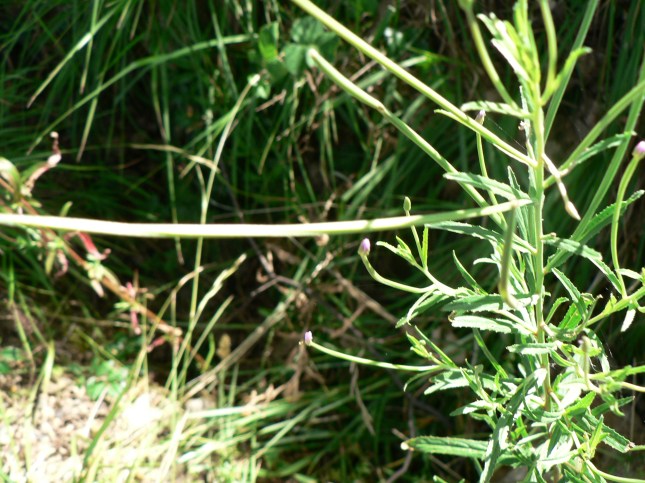 Epilobium.... (4)