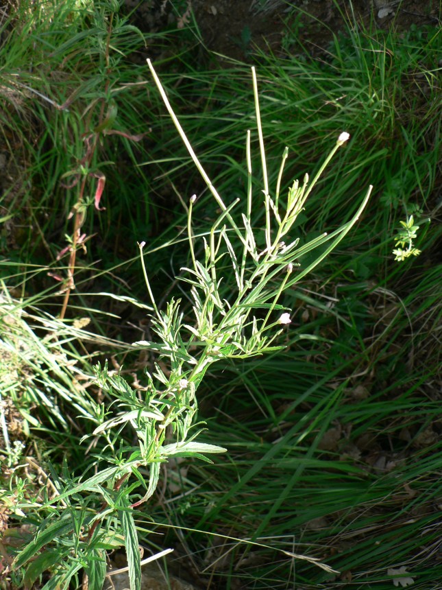 Epilobium...