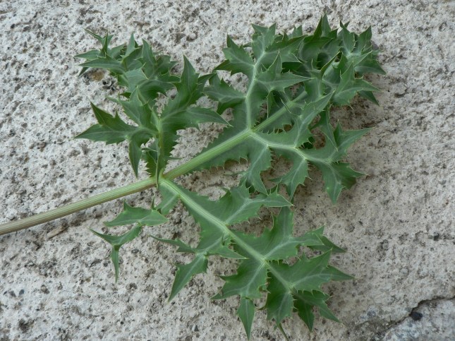 Eringium campestre (1)