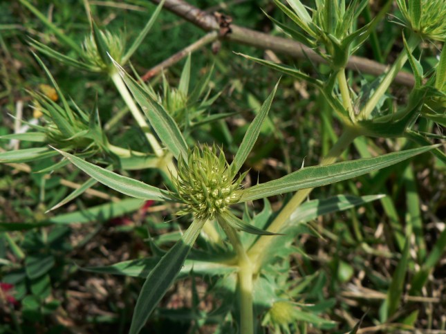 Eringium campestre (2)