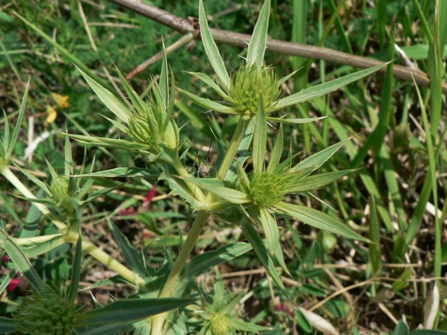 Eringium campestre (3)