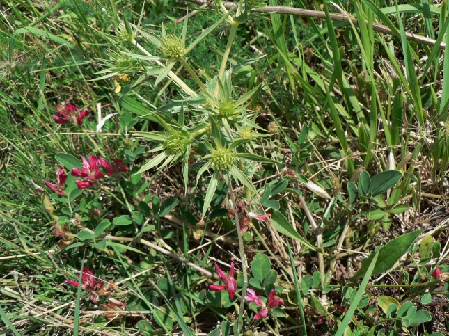 Eringium campestre (4)