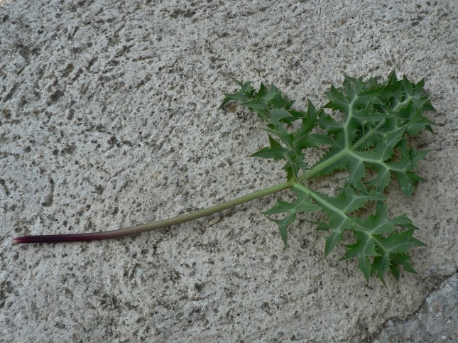 Eringium campestre (5)