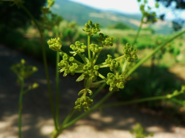 Ferulago campestris (1)