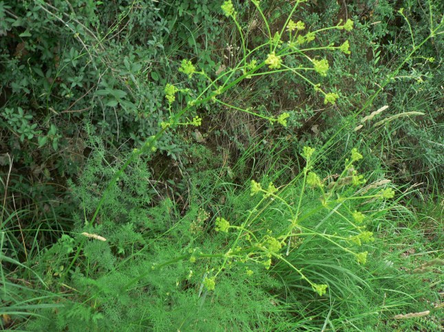 Ferulago campestris (3)