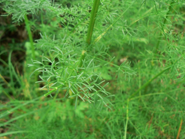 Ferulago campestris (4)