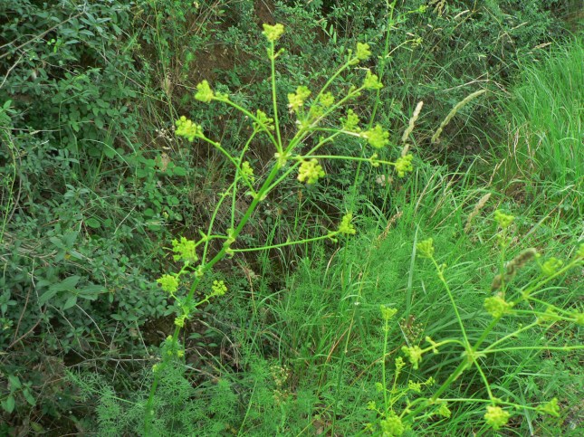 Ferulago campestris (7)