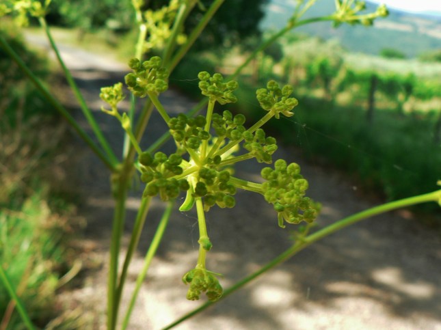 Ferulago campestris (8)