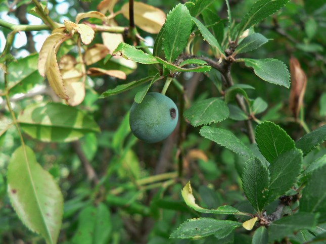 frutti prunus spinosa (1)