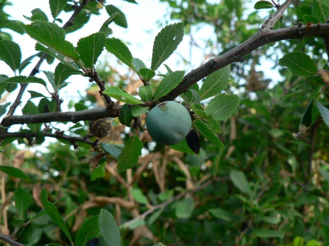 frutti prunus spinosa (2)
