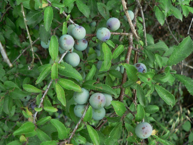 Frutto Prunus spinosa (1)