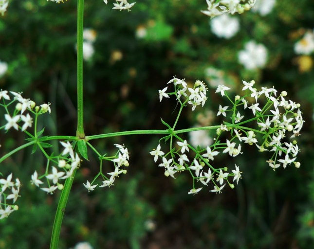 Galium mollugo (1)