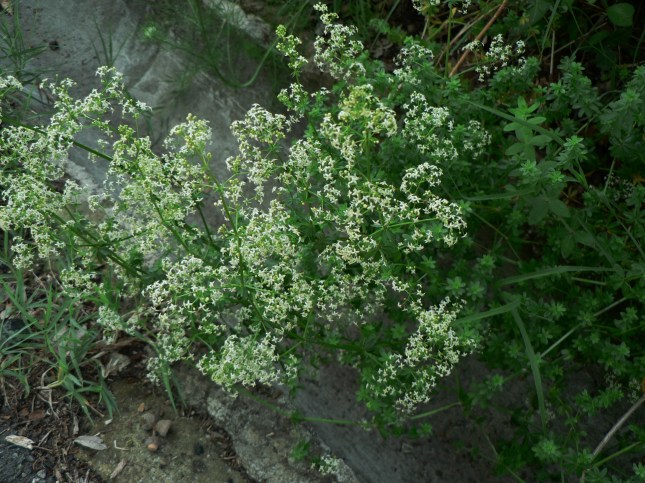 Galium mollugo (3)