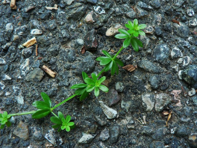 Galium mollugo (5)