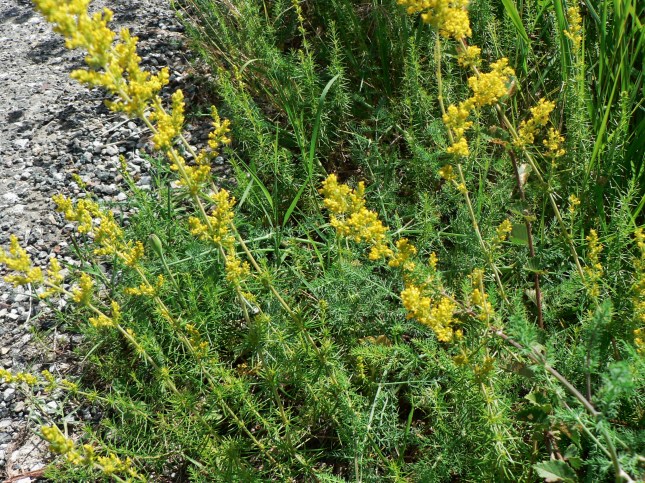 Galium verum (1)