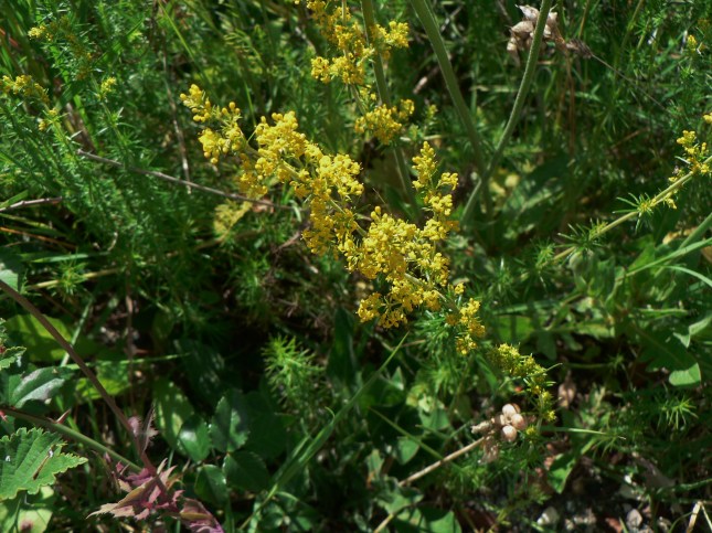 Galium verum (2)