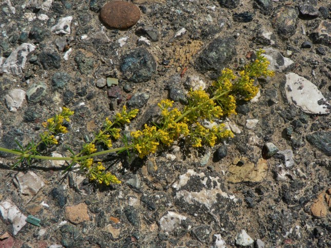 Galium verum (3)