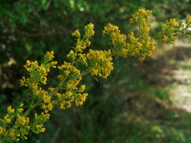 Galium verum (4)