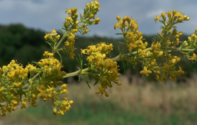 Galium verum (5)