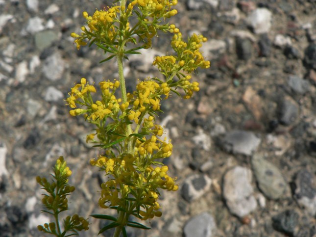 Galium verum (6)